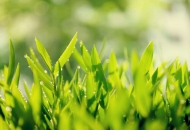 适合新手的《小草》吉他谱 C调弹唱谱 简单版