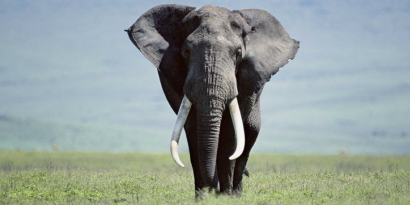 大象曲风之电子管弦乐进行曲，现代古典杂糅