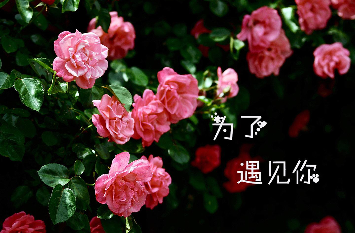 为了遇见你  薛之谦 G调弹唱谱 图片谱高清版