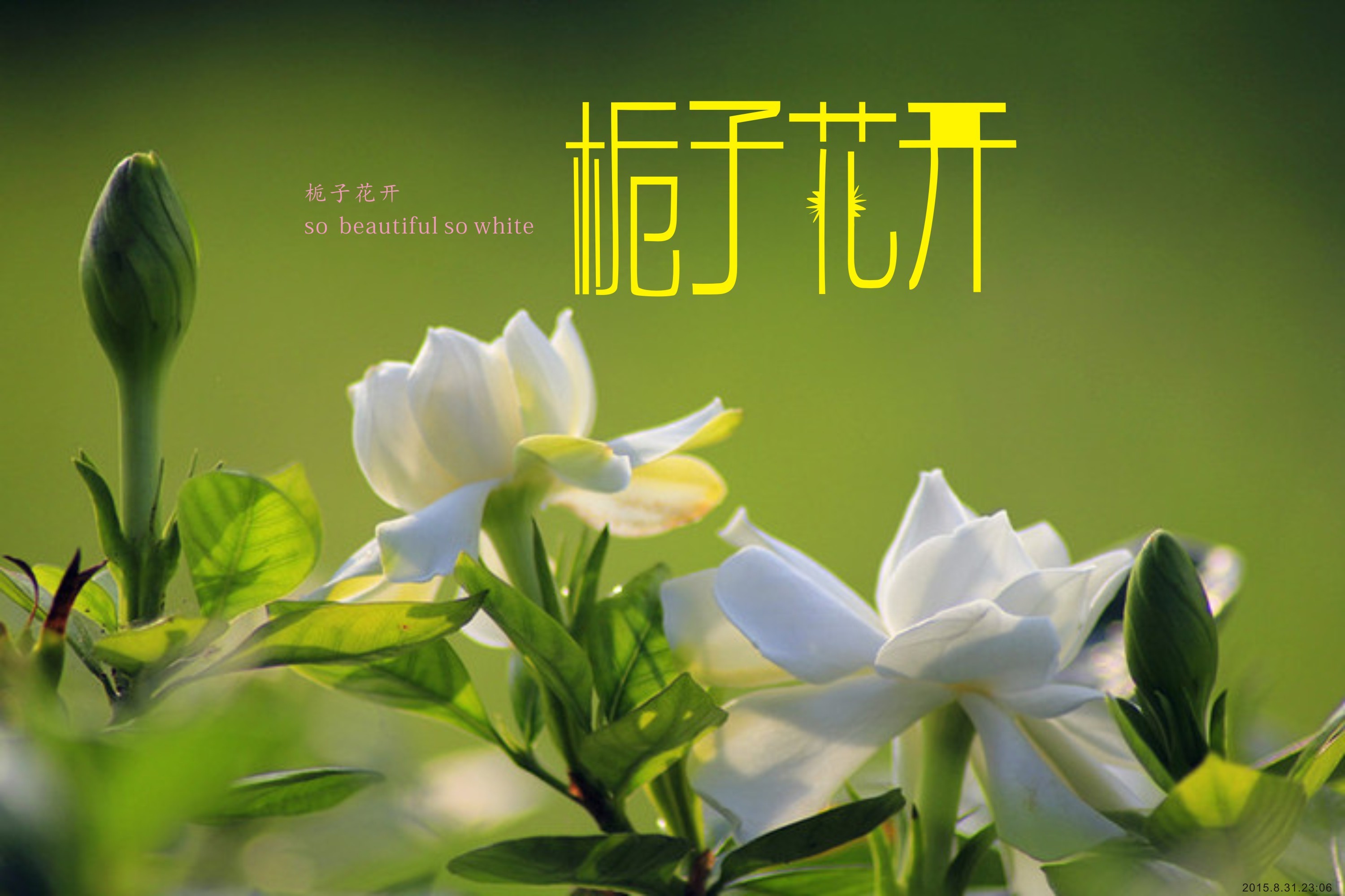 《栀子花开》何炅、王诗龄  吉他弹唱六线谱 精选易上手