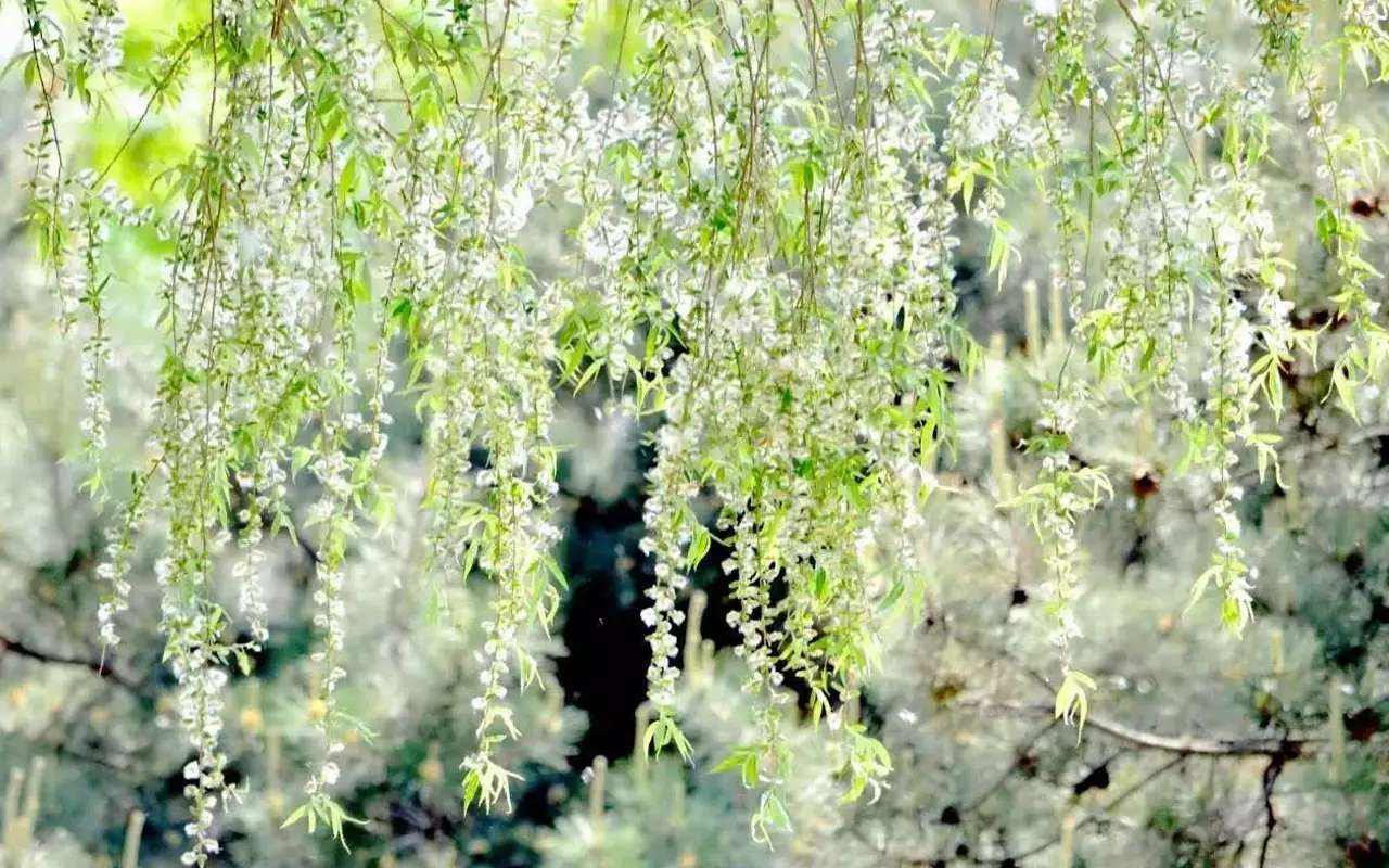 杨花落尽子规啼吉他谱_黄诗扶/G2er_G调