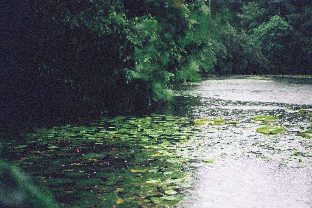 《六月的雨》吉他六线谱_胡歌_G调吉他伴奏弹唱谱
