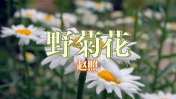 野菊花吉他谱_赵照_C调简单版弹唱谱_图片六线谱