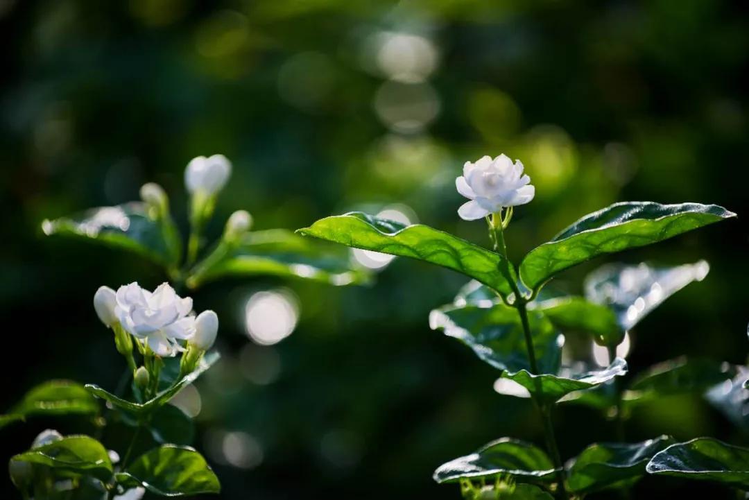 茉莉花 吉他扫弦版 C调 考级谱 扫描