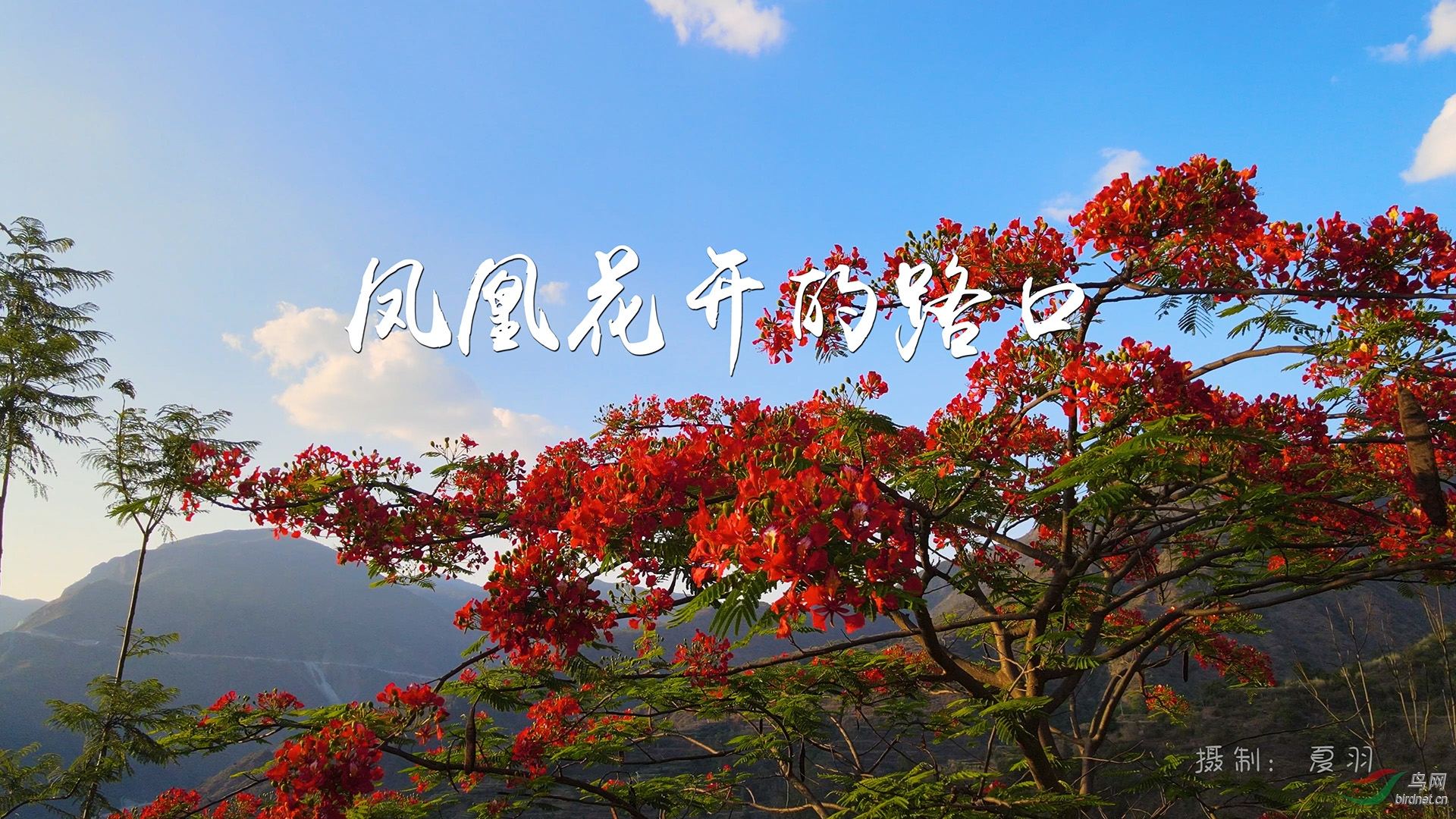 房东的猫/孟慧圆《凤凰花开的路口》C调吉他谱